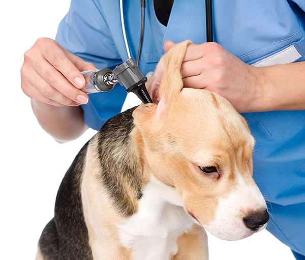 View of Parasite Prevention in Laurel Springs, NJ | Chews Landing Veterinary ...
